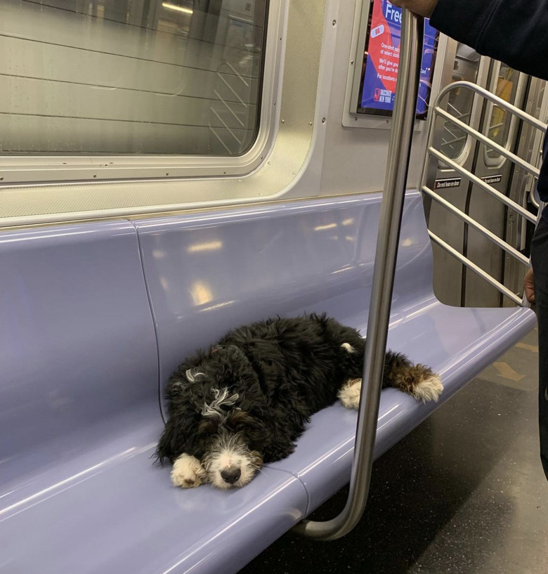 A berne doodle dog lying on subway seat.