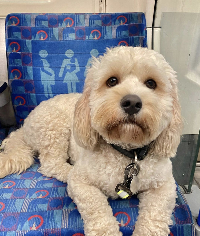 Cavachon dog lying on a subway seat.