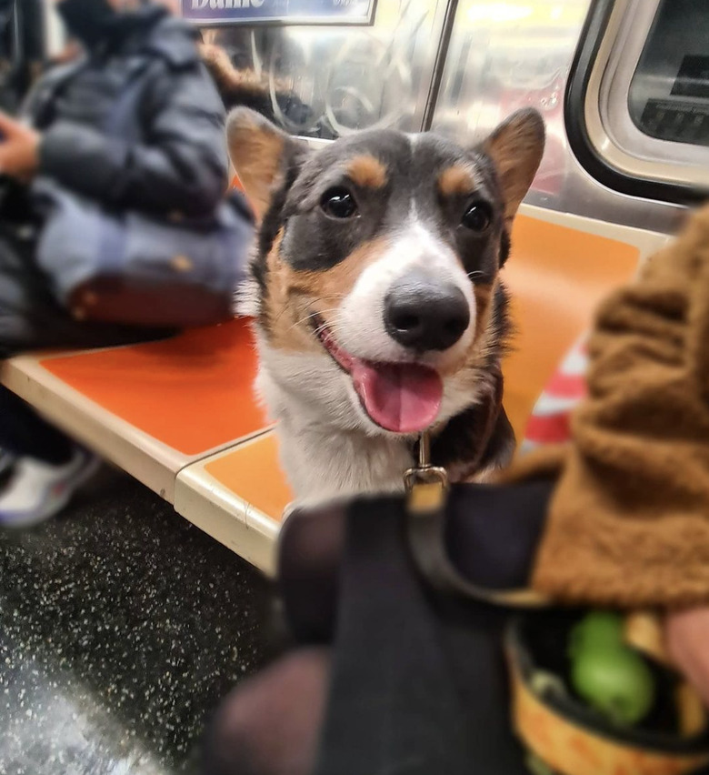 A corgi dog sitting inside a subway train.