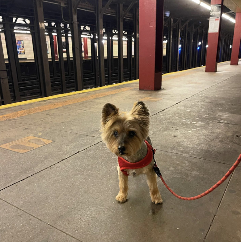 A silky terrier dog on a subway platform.