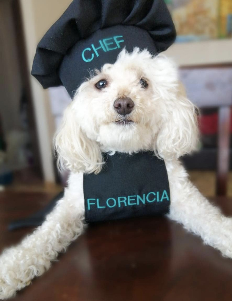 dog in chef's hat.