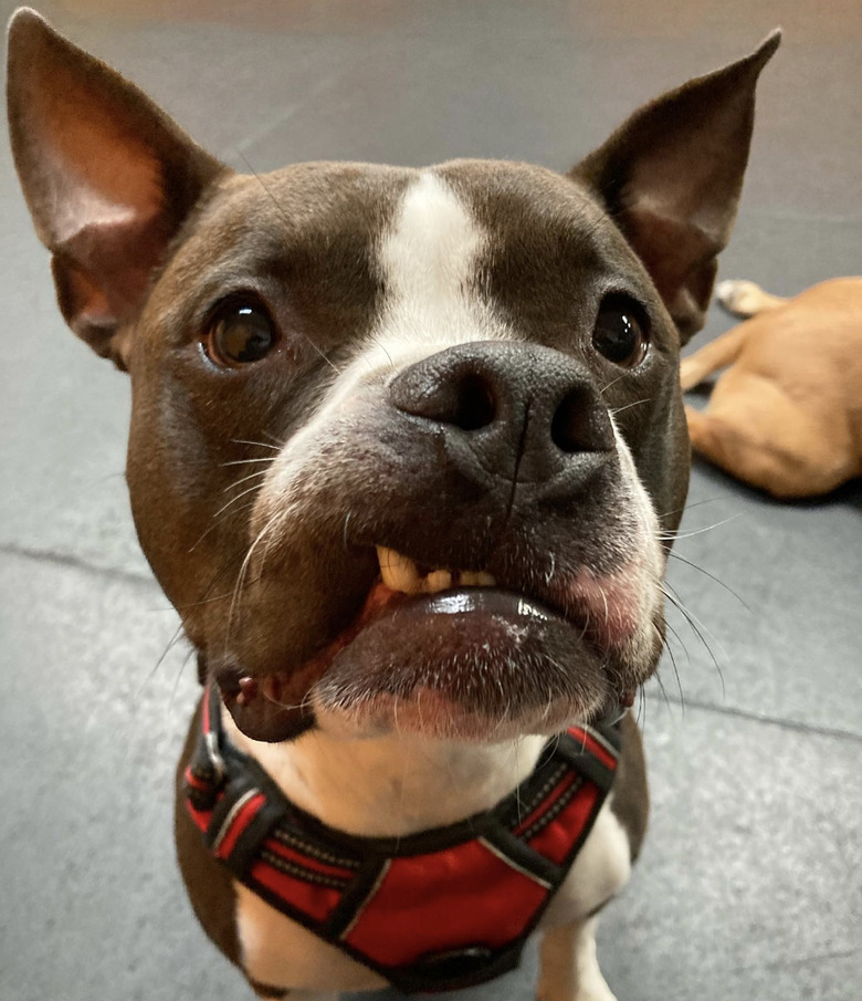 a dog with its little fang showing in a cute snarl.