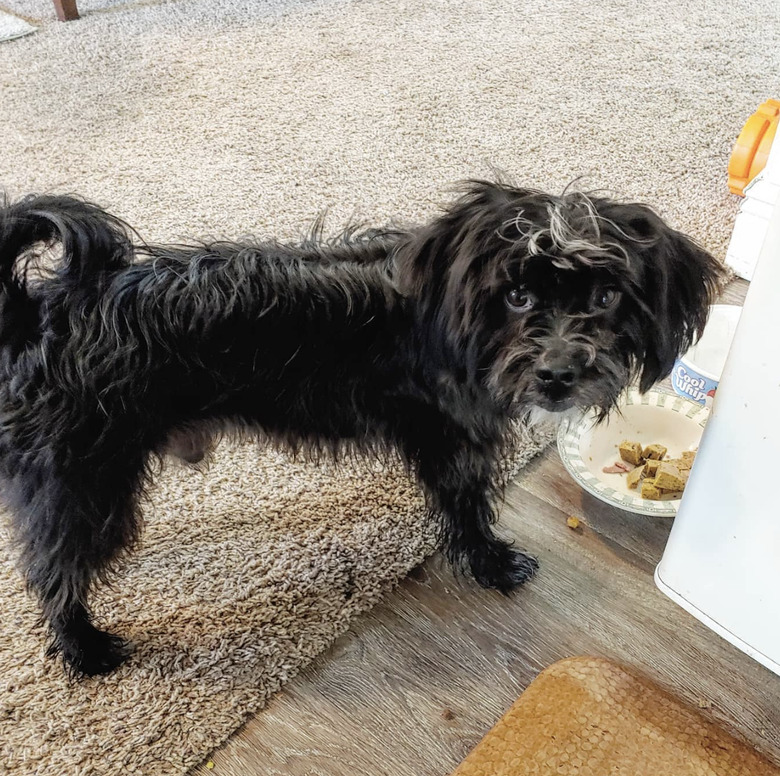 a dog looking grumpy in the middle of eating its food.