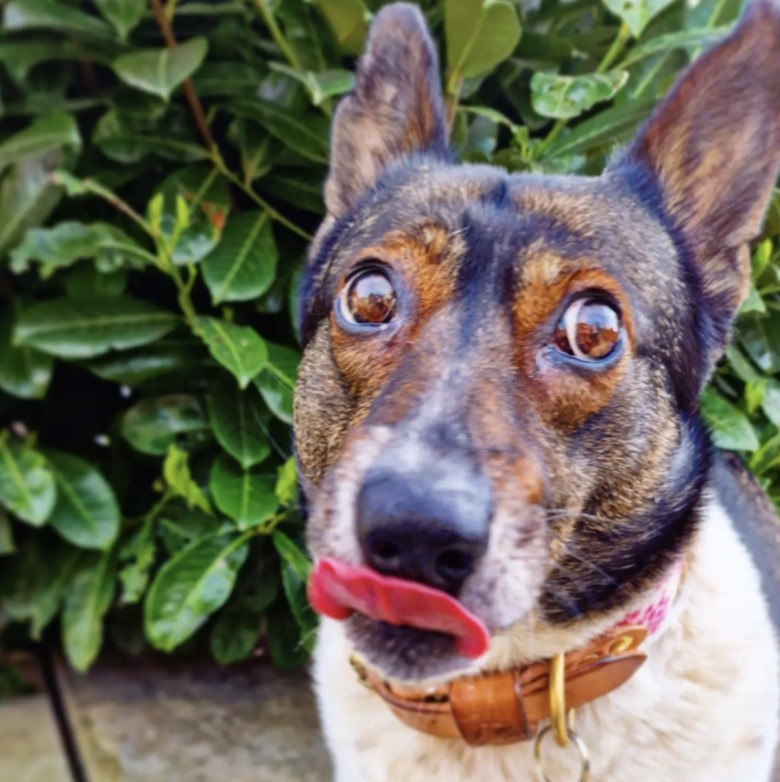 a dog looking goofy with its tongue out.