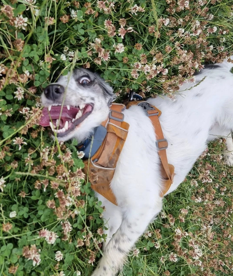 a dog lying in the grass with its tongue lolling out.