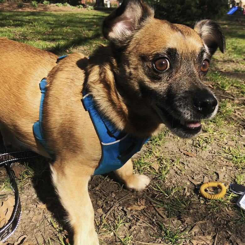 a dog with a surprised expression.