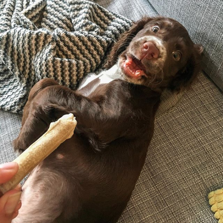 dog looking surprised at bone.