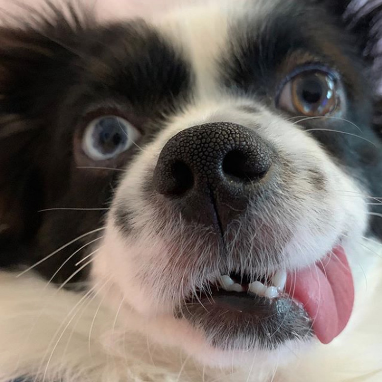 dog with tongue out and eyes crossed.