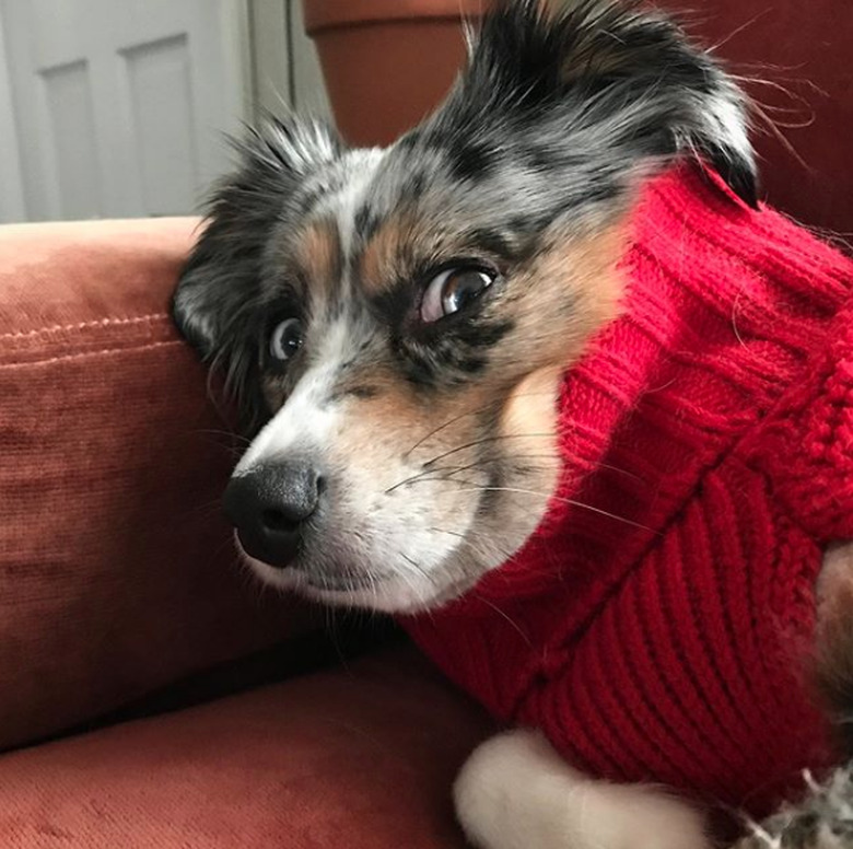 dog in red turtleneck.