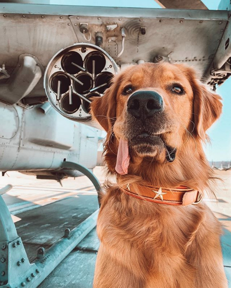 dog with tongue lolling out the side of their mouth.