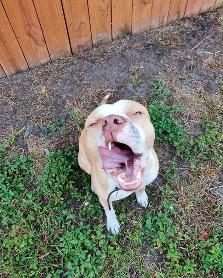 dog with tongue out mid yawn.