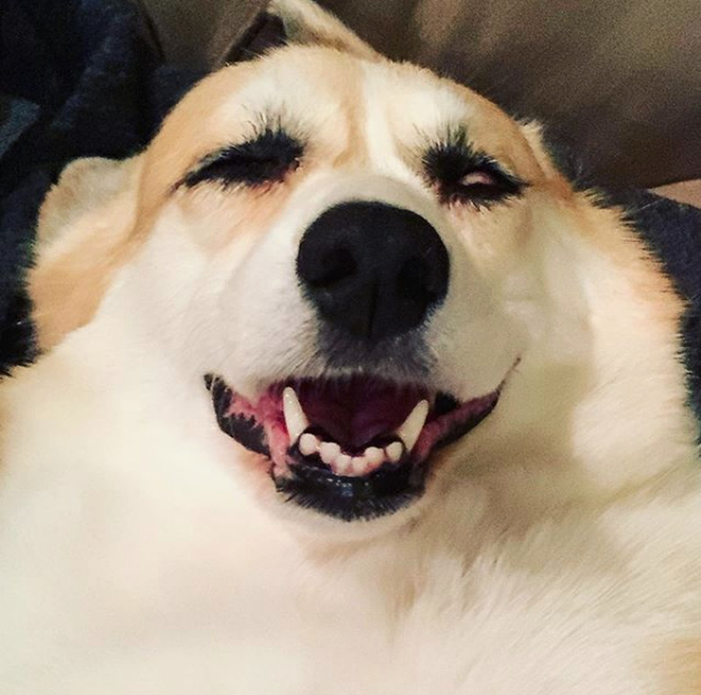 dog with eyes closed and mouth open.