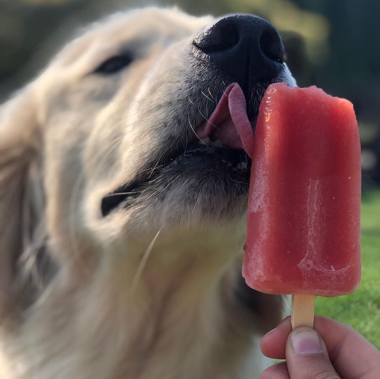 golden retriever eats popsicle