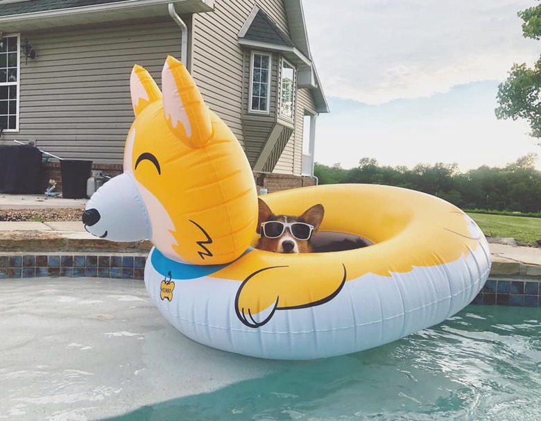 corgi wearing sunglasses in pool floatie