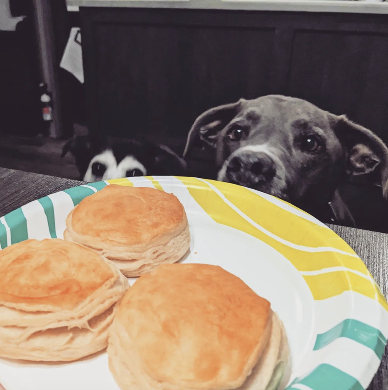 two dogs staring at a plate of biscuits