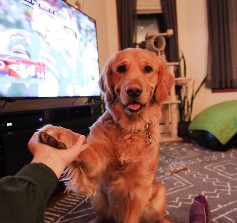 Photo of a Golden Retriever dog staring intently at the camera. The person taking the photo is holding one hand out and the dog rests a front paw in the person's hand. A TV playing a football game is in the background.