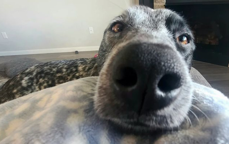 Close-up photo of  an American Cattle Dog resting its head on a person's knee.