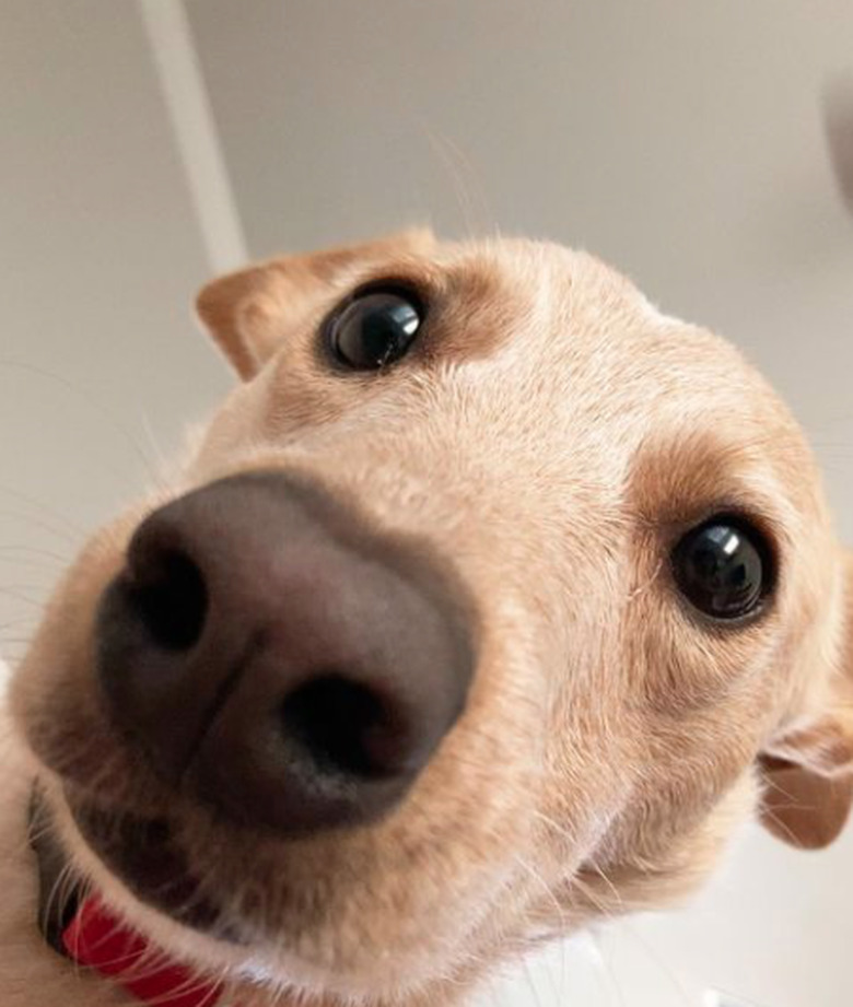 Close-up photo looking up at an American Cattle Dog staring intently into the camera.