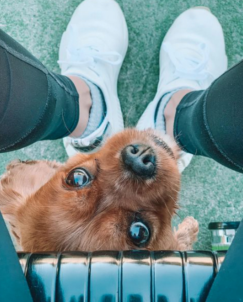 Close-up photo shot looking downward at a small dog poking its head up between a person's legs.