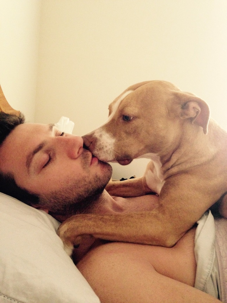 A Pitbull dog kissing a man is laying squarely on his chest with their front paws draped over his shoulders. The dog has its face pressed against the man's lips as though it is giving him a kiss.