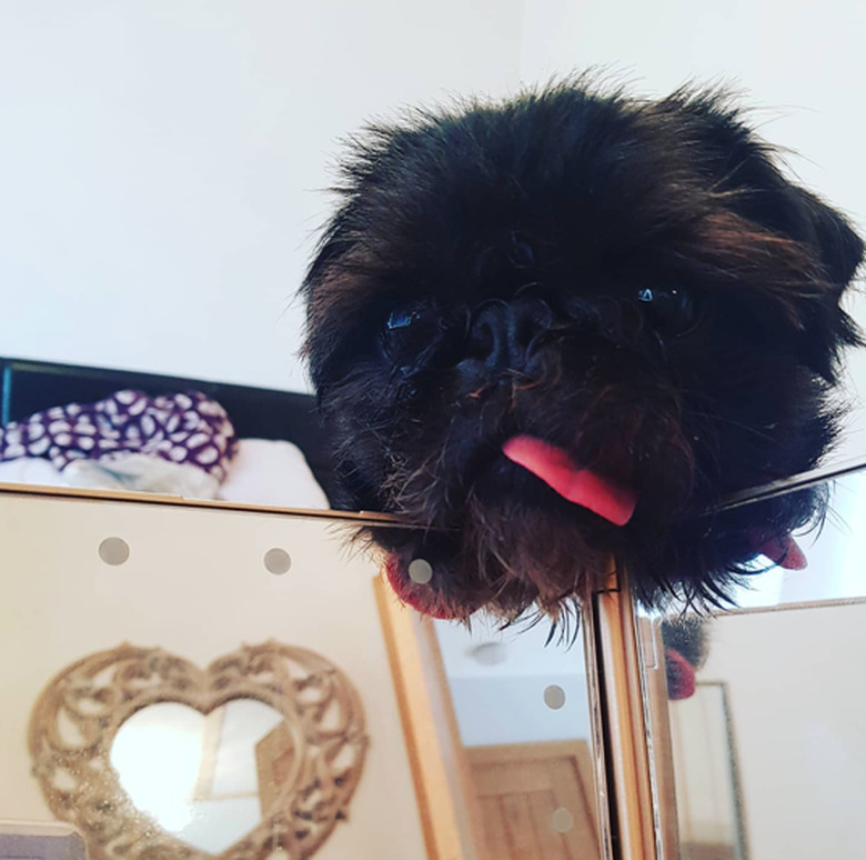 Close-up photo of the corner of a small folding mirror. A small, fluffy dog with its tongue sticking out is resting its chin on a corner of the mirror and peeking over it.