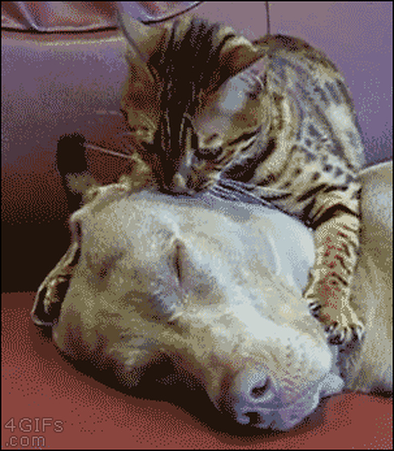 cats gives dog face massage