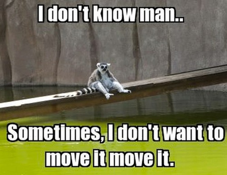 Lemur looking sad.