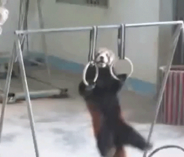 buff red panda does pullups