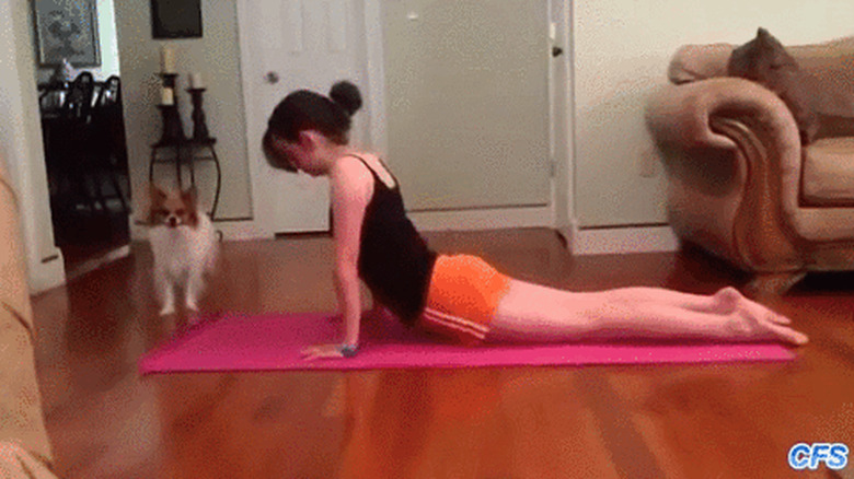 dog fails at yoga