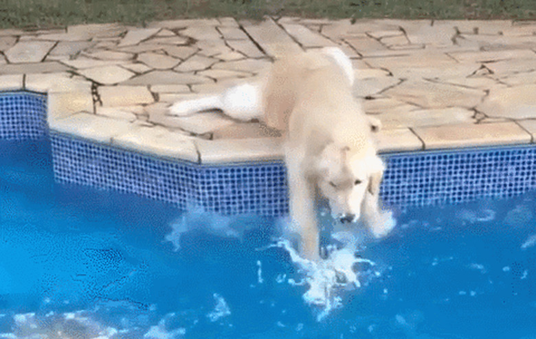 dog dips paws into pool water