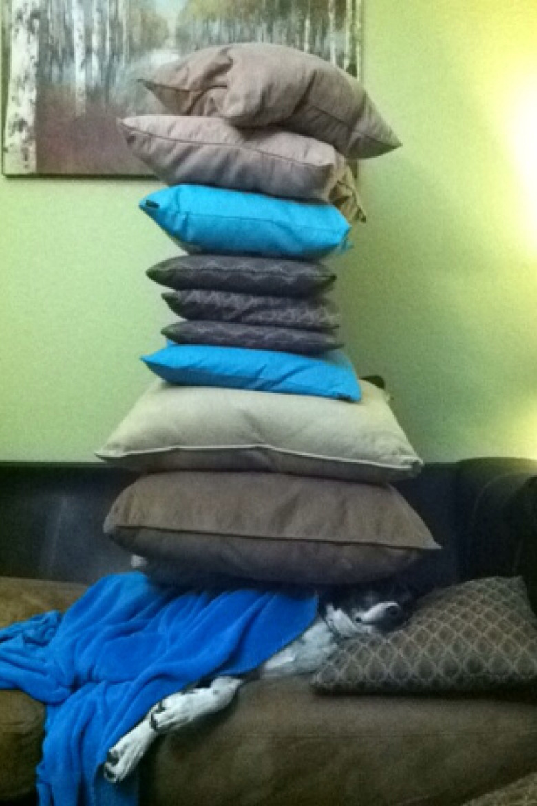 Stack of throw pillows on top of dog.