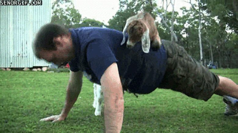 goat sits on man doing pushups