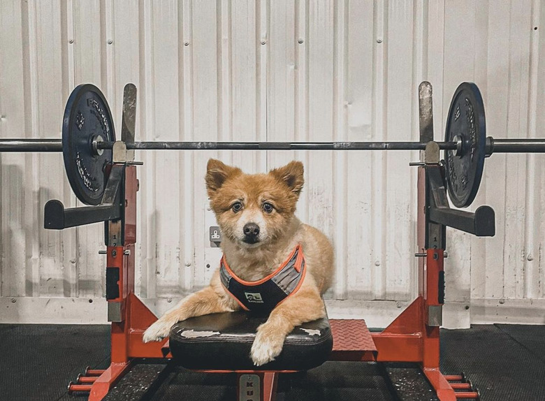 dog sitting on a bench press.