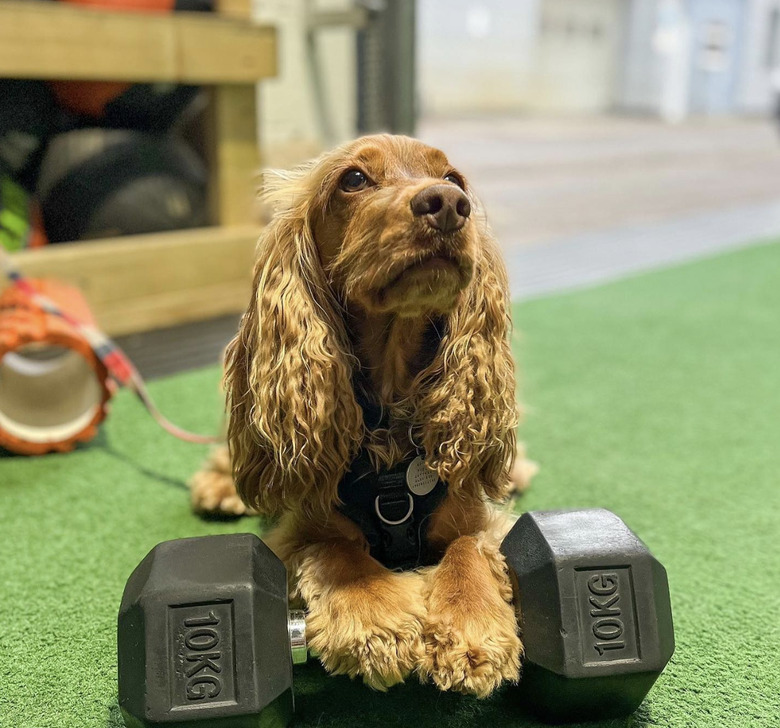 dog with paws on a 10kg dumbbell.