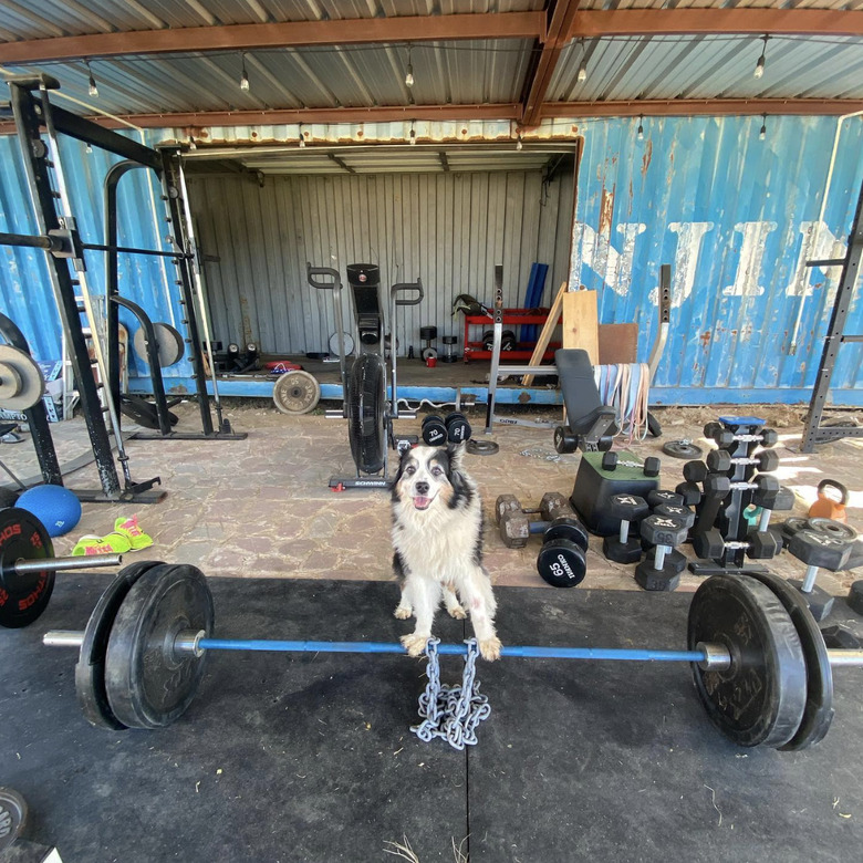 dog with paws on a big weight.