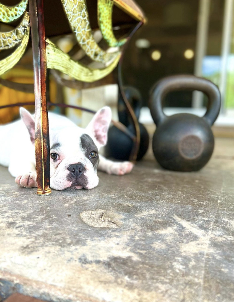 dog lying next to a kettlebell.