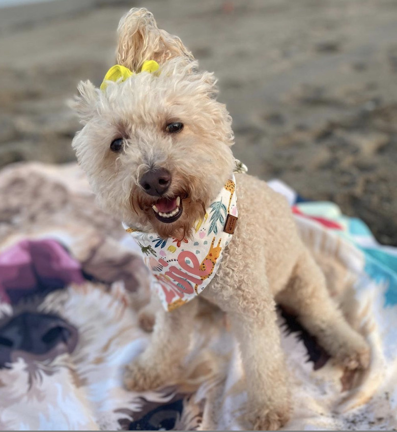 dog with yellow scrunchie