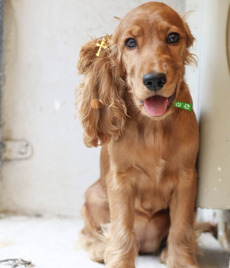 dog with side ponytail