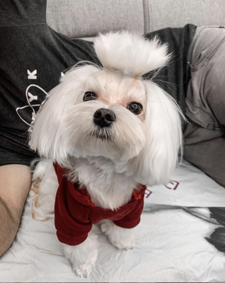 little white dog with fluffy ponytail