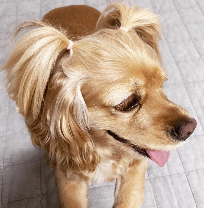 dog with pigtails