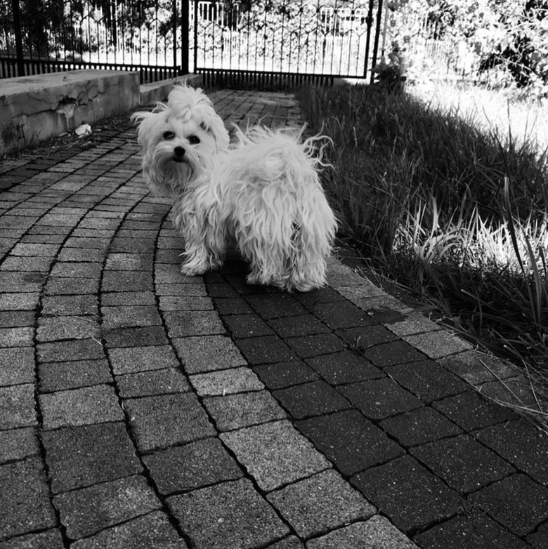 white dog with ponytail