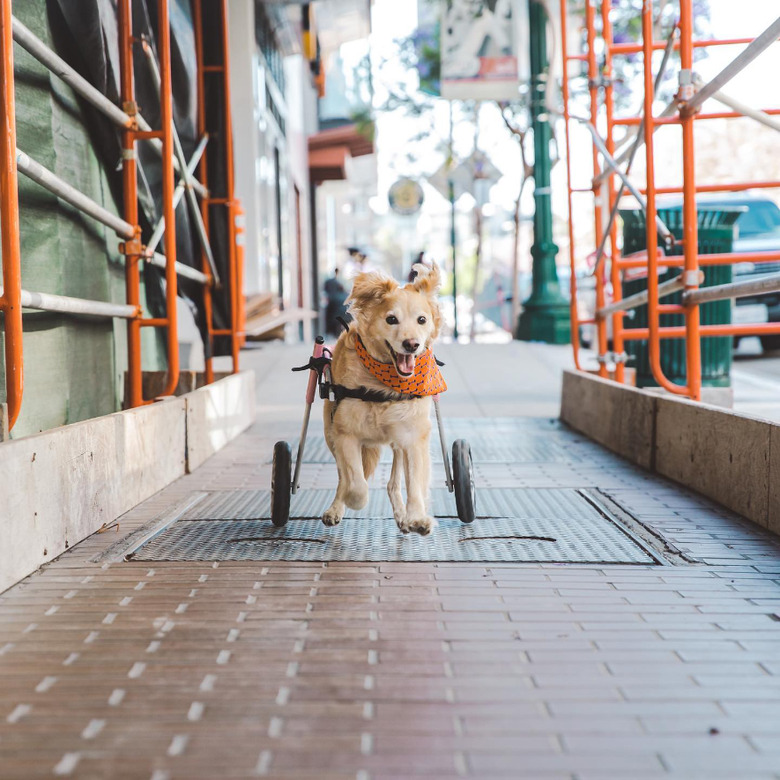 Dog with rear leg paralysis runs really fast with wheels