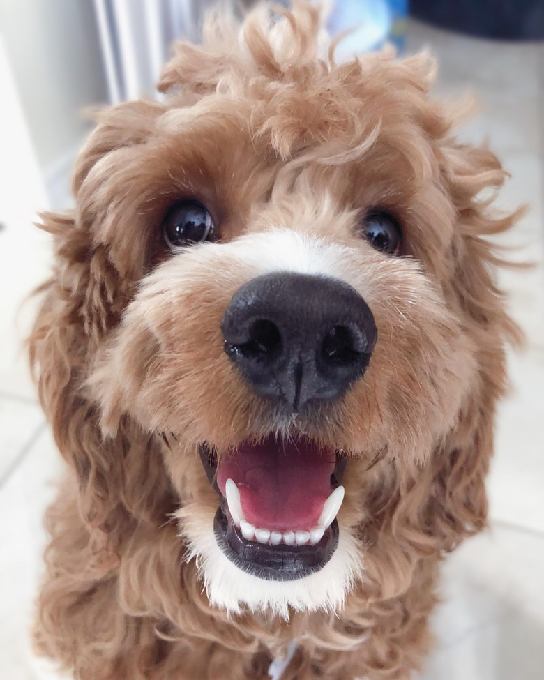 Cockapoo with winning smile