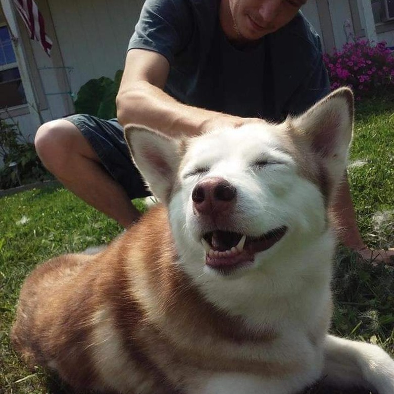 Husky getting brushed has a big smile