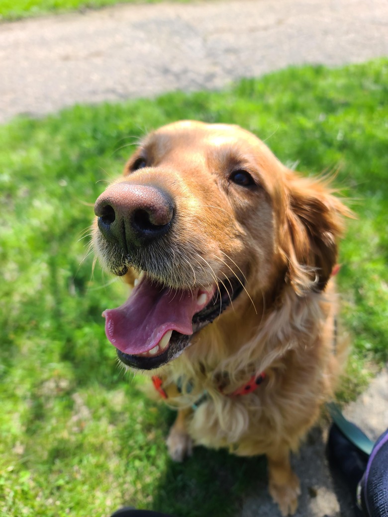 Golden retriever with a big smile