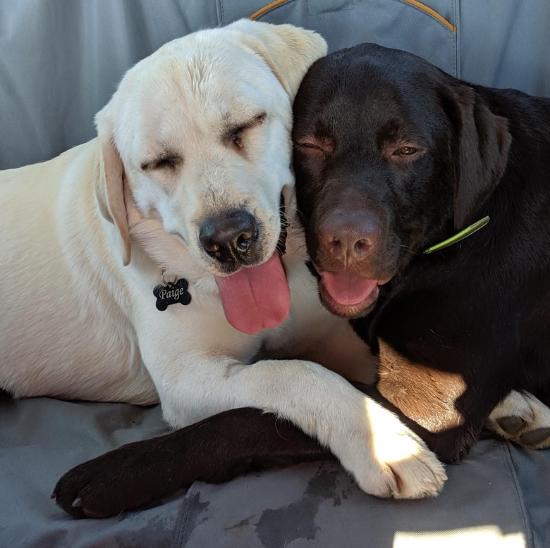 White lab and chocolate lab lay cheek to cheek