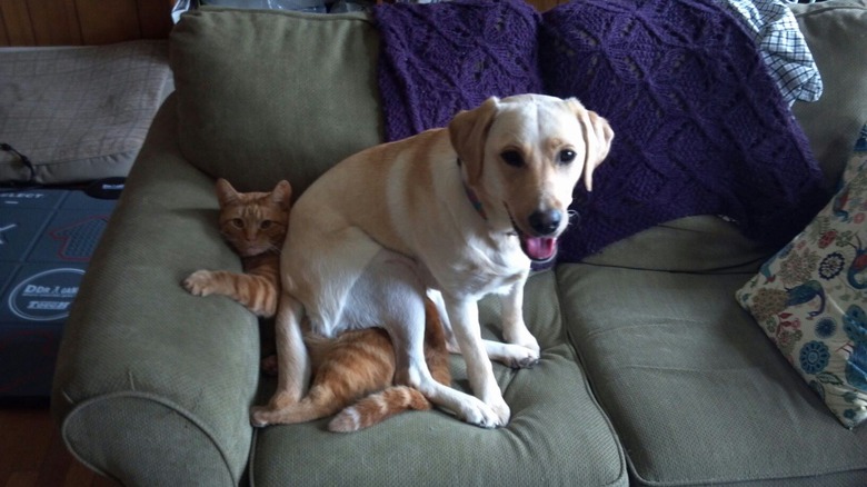 Dog sitting on a cat on a couch.