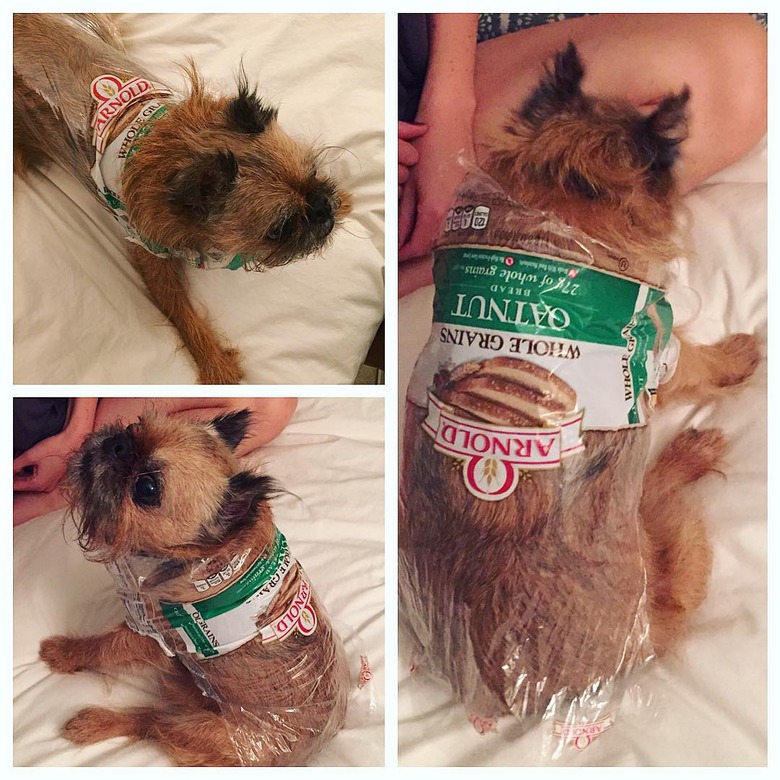 Brussels Griffon dog wearing bread bag