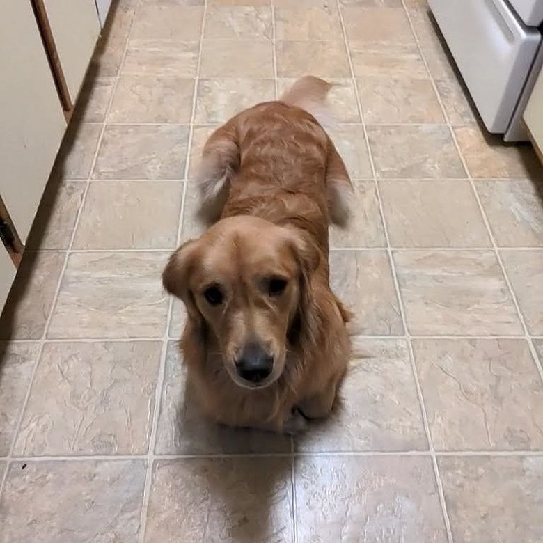 Golden retriever lying on kitchen floor with paws tucked underneath itself