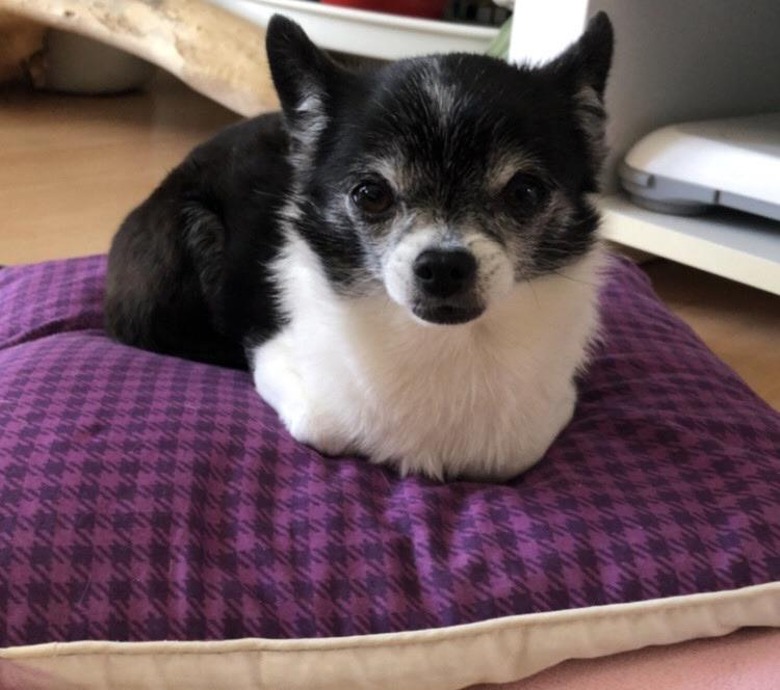 Chihuahua mix dog laying on pillow with paws tucked underneath itself